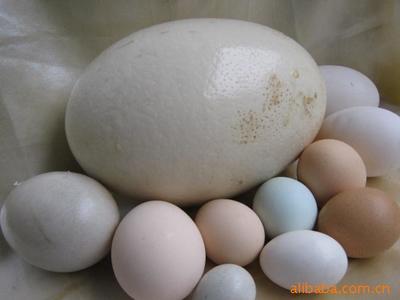 直供全球三大超市企業(yè)禽蛋綠色有機(jī)食品