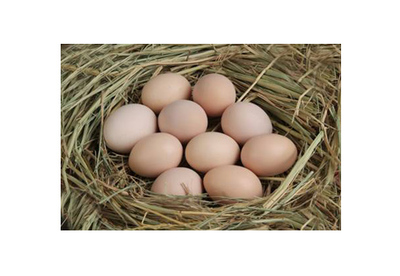 特色禽蛋-農(nóng)樂網(wǎng)-優(yōu)質(zhì)農(nóng)產(chǎn)品訂購平臺和生態(tài)農(nóng)業(yè)旅游