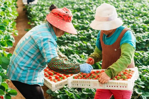 農(nóng)業(yè)品牌保護(hù),如何有力且高效