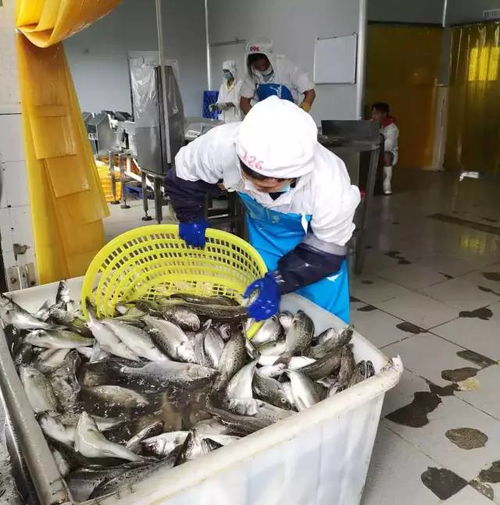 給力 臺風過后,斗門區(qū)水產養(yǎng)殖加工企業(yè)基本全面復工