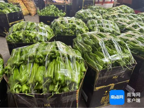 公益海南 媒美與共丨海口市菜籃子江楠農產品批發(fā)市場擴大本地菜免費銷售區(qū) 助力椒農 拓銷路